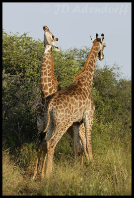 Giraffe stand-off