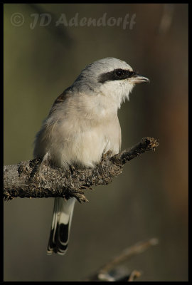 Lesser grey shrike (Lanius minor)