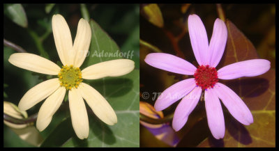 Cape Ivy (Senecio macroglossus)