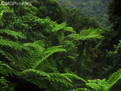 Daintree Rainforest