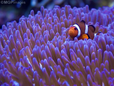 Clown Fish, Australia