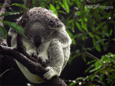 Koala, Australia