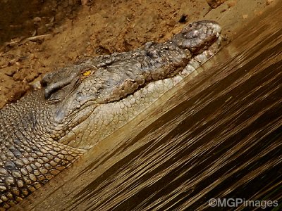 Saltwater Crocodile, Daintree river