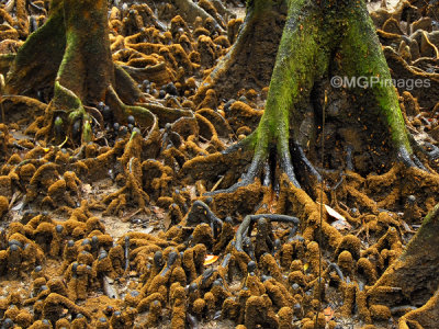 Swamp, Daintree Rainforest