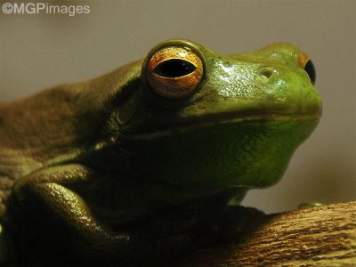 Tree frog, Australia