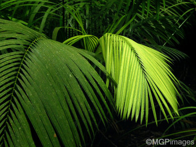 Daintree Rainforest, Australia