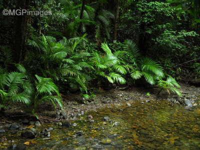 Daintree Rainforest, Australia