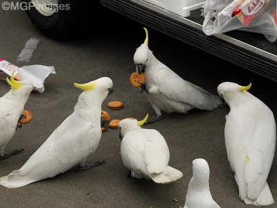 Cockatoos, Hamilton Island, Australia