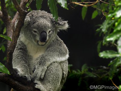 Koala, Australia