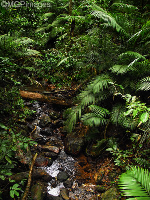 Daintree Rainforest, Australia