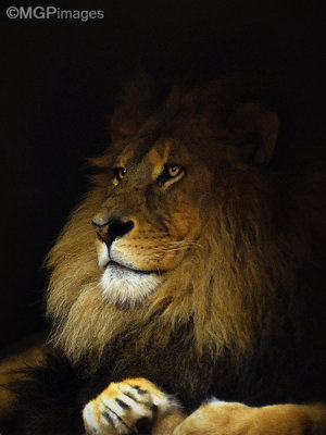 Lion, Taronga Zoo, Sydney