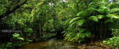 Daintree Rainforest, Australia