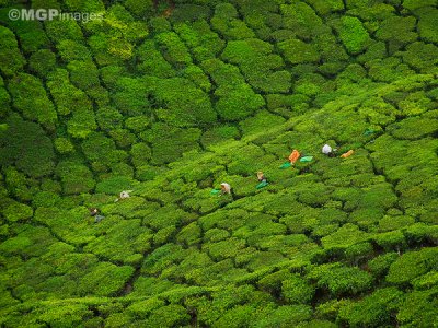 Tea fields, Munnar, India