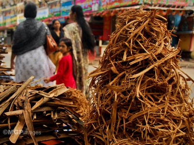Cinnamon, Alleppey, Kerala, India