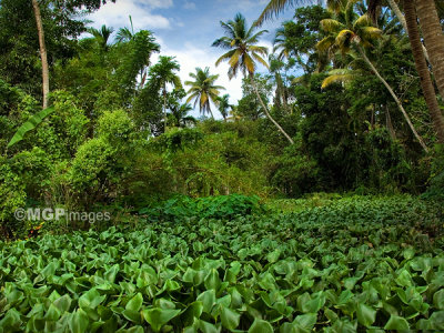 Alleppey, Kerala, India