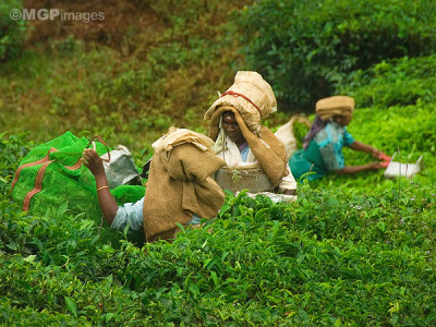 Tea workers, Munnar, Kerala, India
