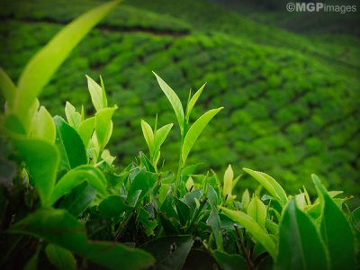 Tea, Munnar, Kerala, India