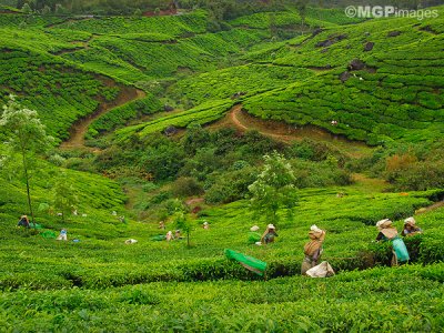 Tea fields, Munnar, Kerala, India
