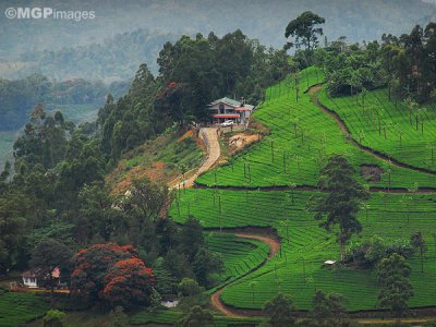 Tea fields, Munnar, Kerala, India