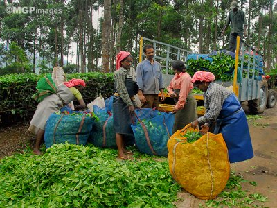 Tea workers, Munnar, Kerala, India
