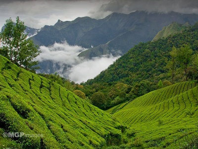 Tea fields, Munnar, Kerala, India