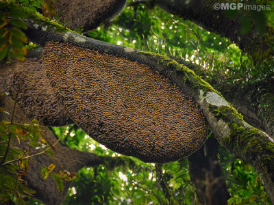 Honeycomb, Munnar, Kerala, India