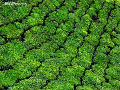 Tea fields, Munnar,  Kerala, India