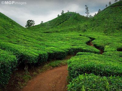 Tea fields, Munnar,  Kerala, India