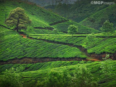Tea fields, Munnar,  Kerala, India