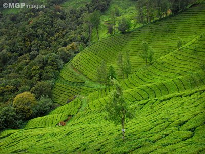 Tea fields, Munnar,  Kerala, India