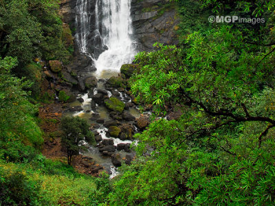 Munnar,  Kerala, India