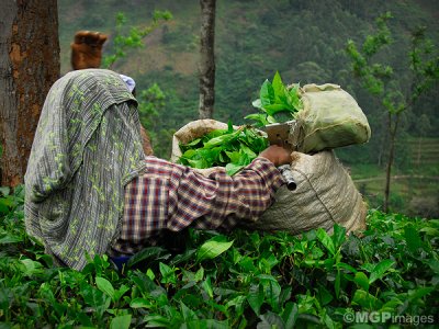 Tea worker, Munnar,  Kerala, India