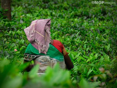 Tea worker, Munnar,  Kerala, India