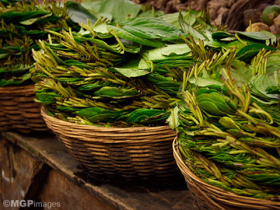 Betel leaves, Munnar,  Kerala, India