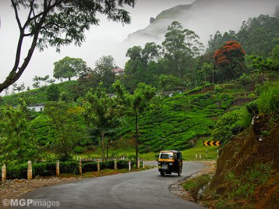 Tea fields, Munnar,  Kerala, India