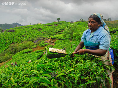 Tea worker, Munnar,  Kerala, India