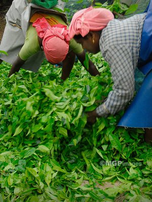 Tea workers, Munnar,  Kerala, India