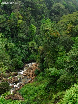 Rainforest, Munnar,  Kerala, India