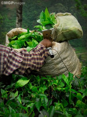 Tea worker, Munnar,  Kerala, India
