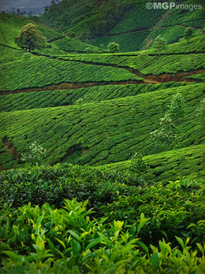 Tea fields, Munnar,  Kerala, India