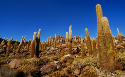 Isla del pescado, Bolivia