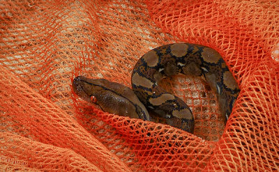 Baby python, Perhentian Kecil