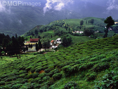 Happy Valley Tea plantation, Darjeeling, India