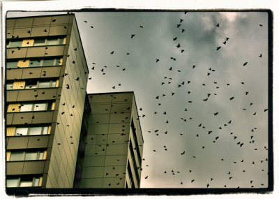 birds