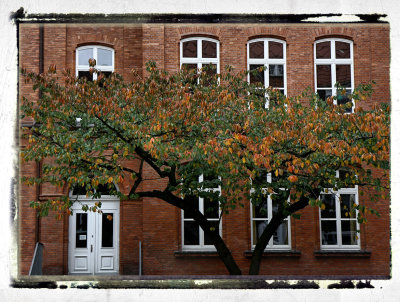 old school building and tree