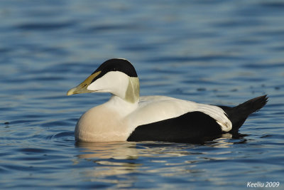 Eider