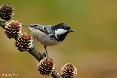 Coal Tit