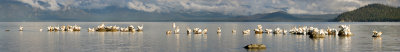 Pelicans-15.jpg
