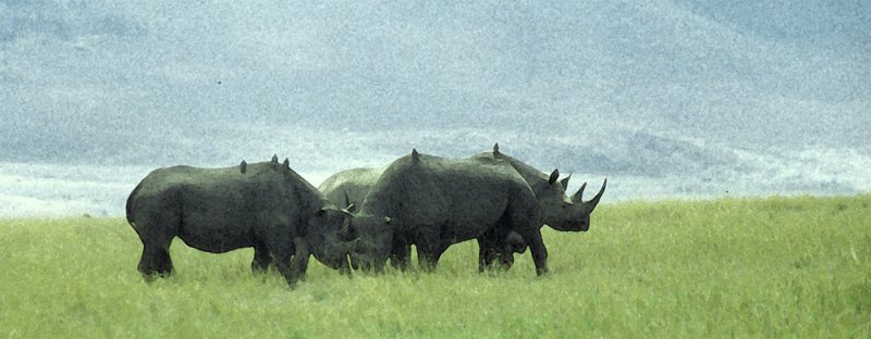 Rhino, Ngorongoro crater, Tanzania