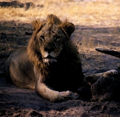 Savuti lion, Botswana